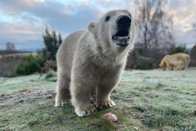UK's only polar bear cub celebrates first birthday at Highland Wildlife Park