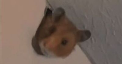 Woman's horror as neighbour's hamster chews through wall into her apartment