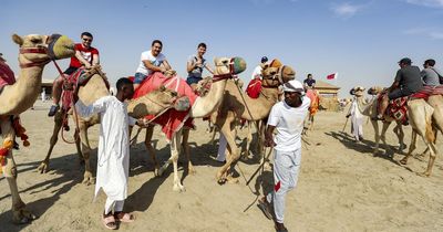 What is camel flu and what are the symptoms as fans return from World Cup in Qatar