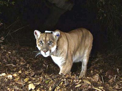 Hollywood's famous, aging mountain lion has been captured by authorities. Now what?