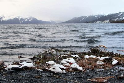 Starving seabirds on Alaska coast show climate change peril