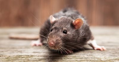 Falkirk residents pushing council to tackle rats and rubbish