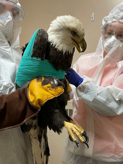 Bald eagle found shot in Wisconsin dies during surgery