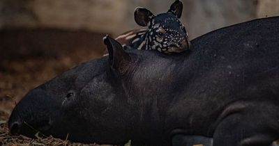 Chester Zoo hails birth of rare Malayan tapir in “important moment”