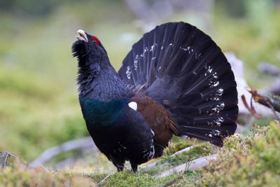 Scottish Government announces new measures to tackle biodiversity crisis