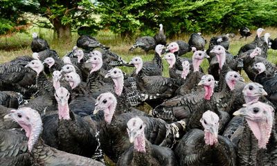 Fresh turkey prices rise 45% after shortages from bird flu outbreak