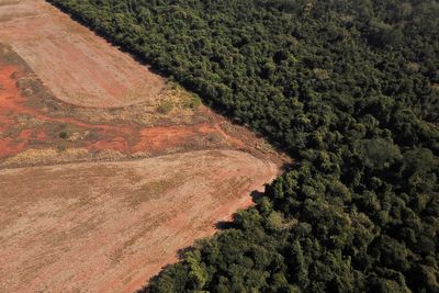 Exclusive-Deforestation of Brazilian savanna surged some 25% in a year, sources say