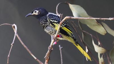 Regent honeyeater's call played at rest stops in bid to save native bird from extinction