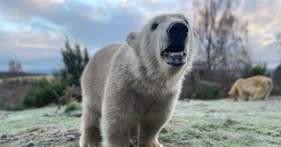 Highland wildlife park polar bear cub celebrates first birthday with cake