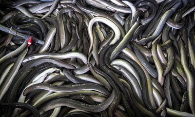 Eels facing population collapse, conservation groups warn