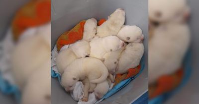 Man offers puppies in bucket to strangers in street