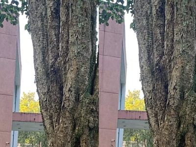 Spot the bird: This VIRAL photo by a forest officer has left internet baffled