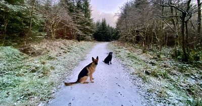 Top tips for keeping your dog safe during the cold weather from a vet including why you should avoid gritted paths