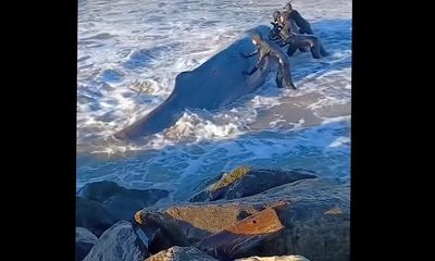 Watch: Surfers attempt to push struggling whale back to sea