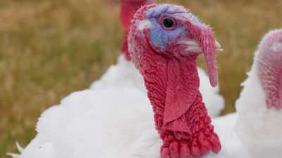 Bordertown turkey farmers struggle to keep up with strong demand, rising costs