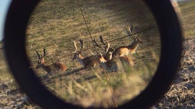 Why will deer be shot from helicopters in a Tasmanian national park? Here is what you need to know