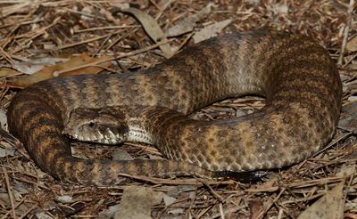 Snakes have clitorises: scientists overcome ‘a massive taboo around female genitalia’