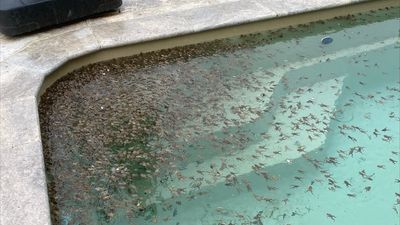 Riverina farmer's swimming pool infested with frogs after flooding in NSW
