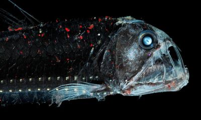 Discovered in the deep: the viperfish with fangs too big for its mouth