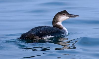 Birdwatch: a majestic great northern diver meets a sad end