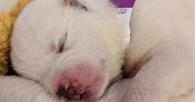 Man sparks concern after 'offering bucket of week-old puppies to strangers in street'