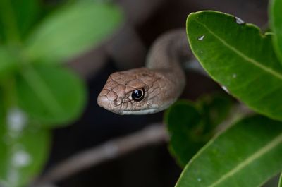 Scientists finally discover ‘overlooked’ clitoris in snakes – not one, but two