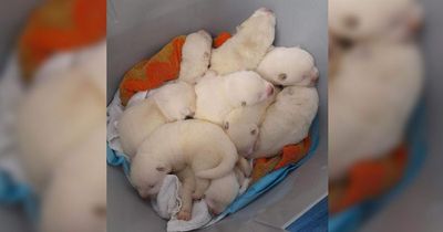 Woman walking through Manchester offered bucket of puppies by man who 'couldn't afford to keep them'