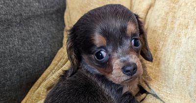 Breeder tried to give away blind puppy with huge head on Facebook