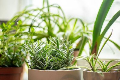 Best indoor herb garden kits to put your green fingers to work