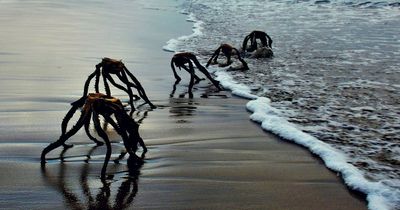 Photos of 'War of the Worlds aliens' crawling out of ocean spark panic among beachgoers