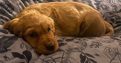 Lanarkshire family heartbroken as puppy dies from horrible disease within 24 hours