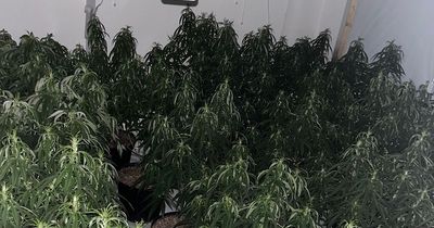 Suspects named after police raid cannabis farm worth £1.25m