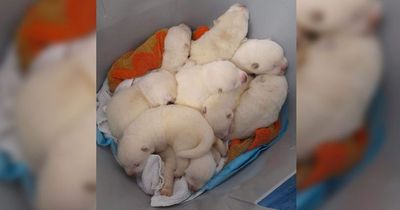 Man offered puppies in bucket to strangers in the street because he 'couldn't afford to care for them'