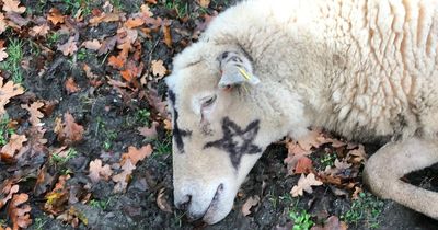 Vicar warns of 'sinister' activity after dead animals left at church by 'Satanists'