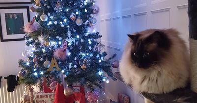 Chubby cat on naughty list after almost setting house on fire by pulling down Christmas tree