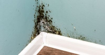 Mum 'on a mission against mould' praises homemade spray that banishes spores for good