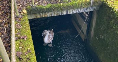 Baby swan saved from NI Water treatment plant tank after fox rescued from same site