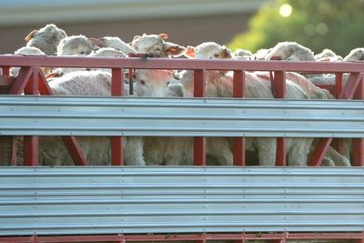 Live exports: just five of 38 eligible ships had Australian animal welfare observers