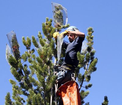 Whitebark pine that feeds grizzlies is threatened, US says