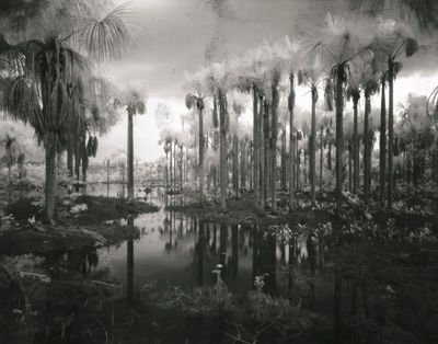 The Amazon’s highway through hell – Richard Mosse’s best photograph