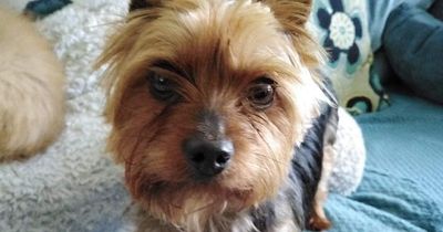 Theo the 'unwanted' Yorkie from Derry offered 3 homes in the USA and hundreds more