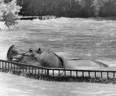 A Hippo tale: When Auckland Zoo lost Faith