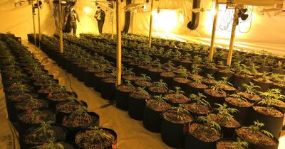 Caretaker discovers huge cannabis farm at industrial estate