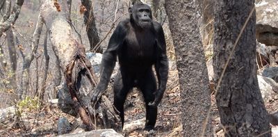 Why humans walk on two legs: a close look at chimpanzees puts some old theories to the test