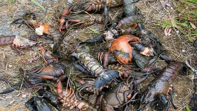 Farmer calls for spray drift to be investigated after thousands of marron die at his property