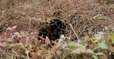Woman follows strange noise outside her home and finds a 'massive' bear den in the garden