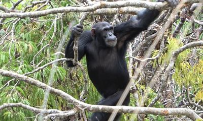 Bipedalism in humans may have come from foraging in treetops, research suggests