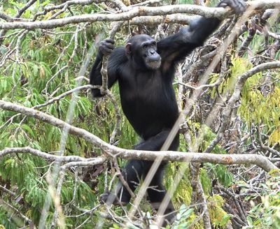 Chimpanzees in Tanzania help British scientists solve mystery of why humans walk on two legs