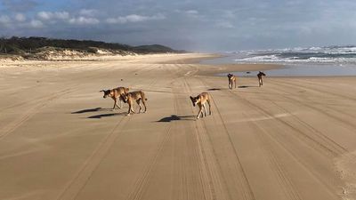 New dingo fence around K'gari's Orchid Beach will protect humans and animals