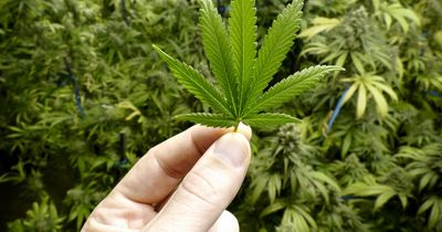 Group of Dail politicians calls on Government to consider legalising cannabis